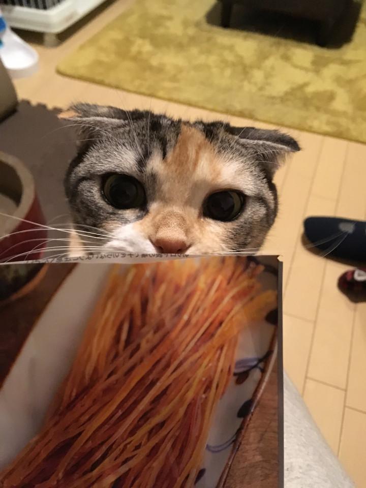 やっぱり奴は来る🙄 - イトチンさんの猫ブログ - ネコジルシ