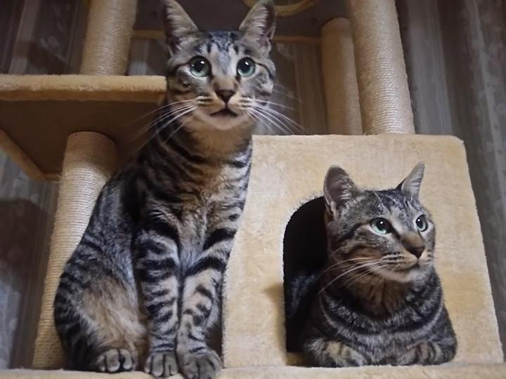 ネコは３分類 二矢さんの猫ブログ ネコジルシ