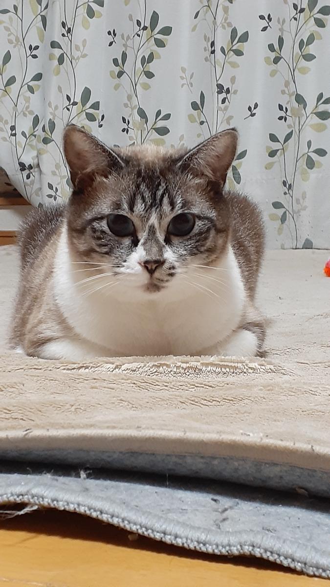 香箱座りのプロとイケメンなのにアホな子 猫と言う概念さんの猫ブログ ネコジルシ 香箱座りのプロとイケメンなのにアホな子 猫と言う概念さんの猫ブログ ネコジルシ