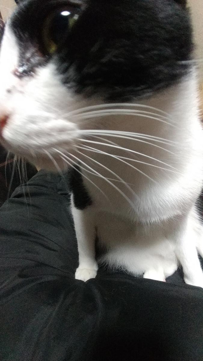 ごめんなさい T T なるとが怒ってる T T 清香 なるとさんの猫ブログ ネコジルシ