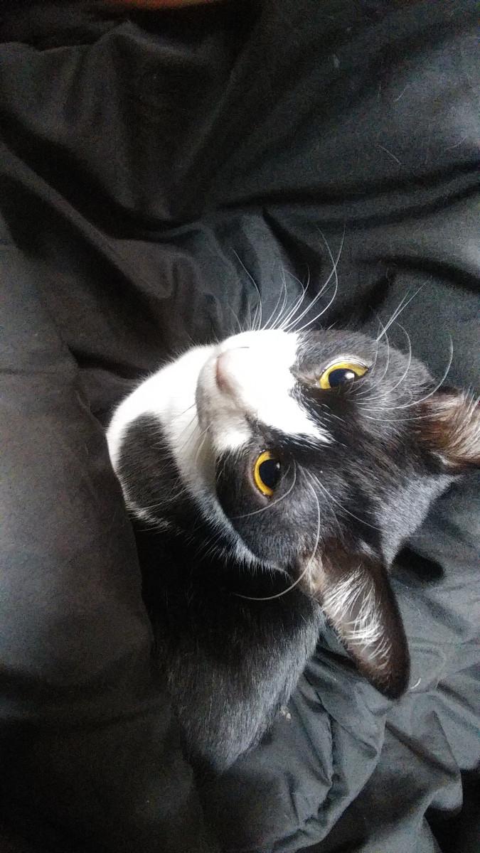拗ねた時の行動 清香 なるとさんの猫ブログ ネコジルシ