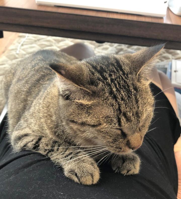 ﾈｺをあがめよ ひびこさんの猫ブログ ネコジルシ