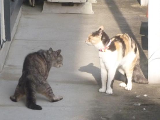 新たなる問題 フクベさんの猫ブログ ネコジルシ