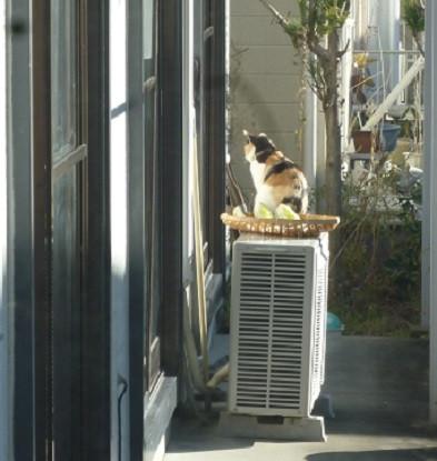 唸り声 フクベさんの猫ブログ ネコジルシ