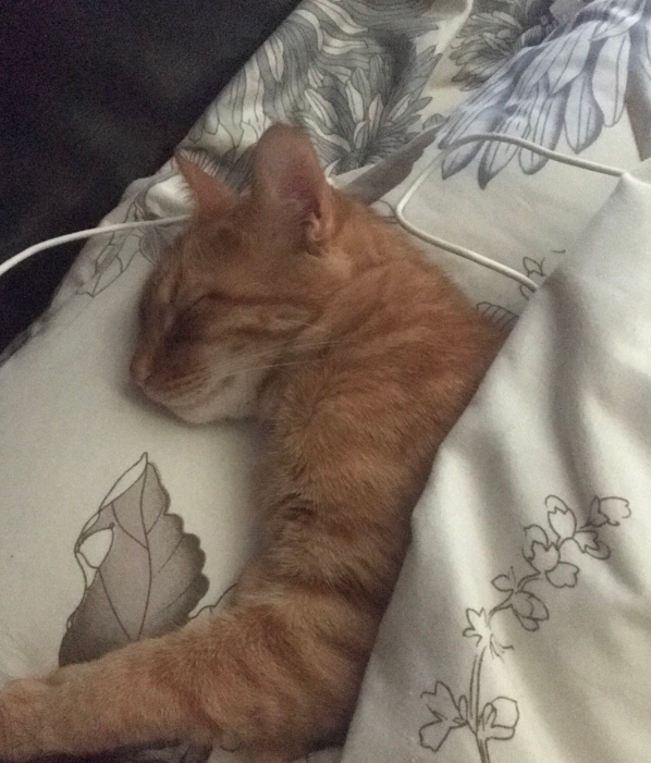 ずーっと寝てる 嫉妬 醜い妻 みー仔さんの猫ブログ ネコジルシ