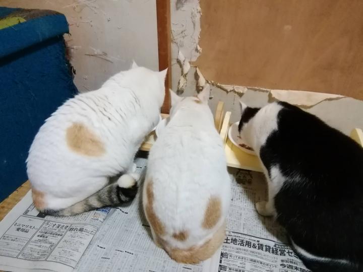 愛してる スナザメさんの猫ブログ ネコジルシ