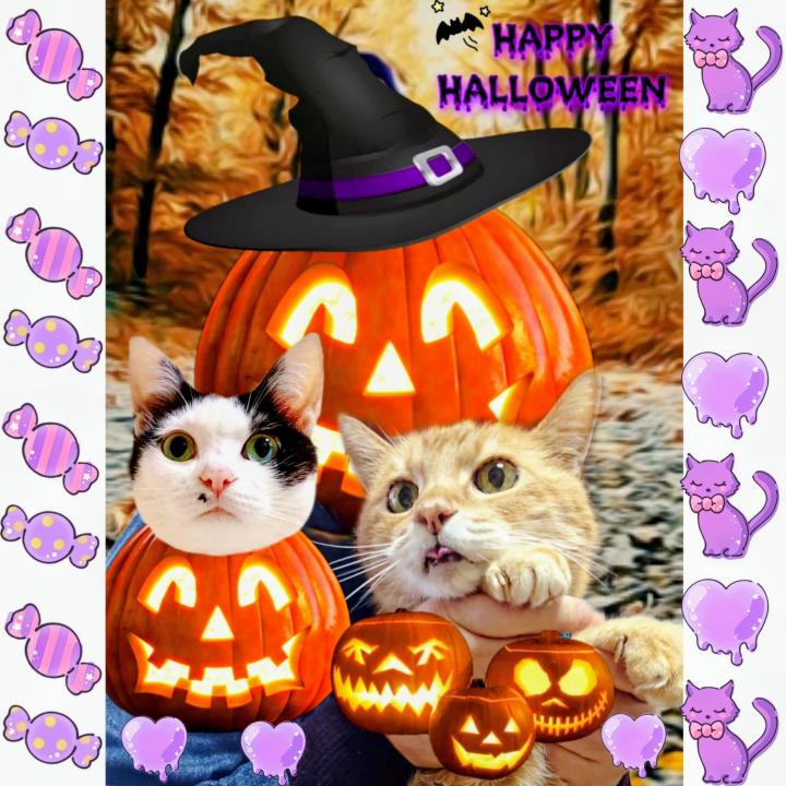 ハレハレ猫(てるてる猫) happy  Halloween！ Happy Halloween! 9 cats.