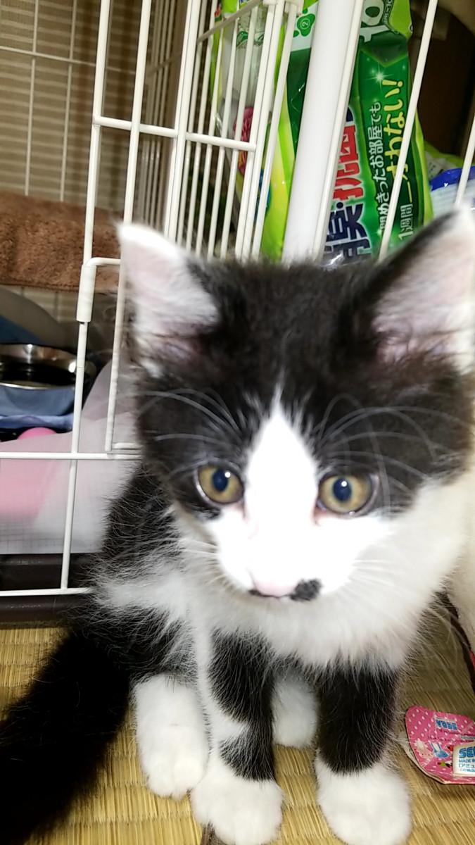 初めての投稿です いばっちさんの猫ブログ ネコジルシ