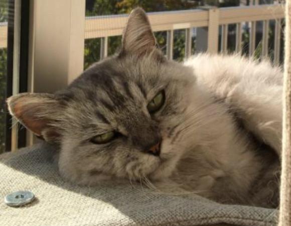 10歳にして初めてのウイルス検査 - ルカプリさんの猫ブログ - ネコジルシ