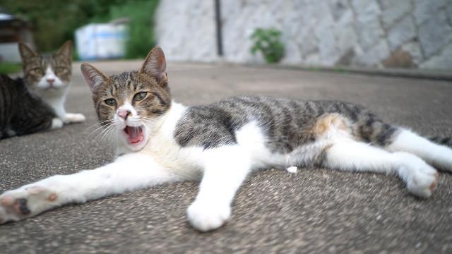 猫親子を謎のカメラワークで撮った結果 Catuber猫たかdさんの猫ブログ ネコジルシ