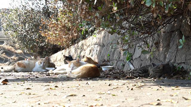 猫の集会所に行った結果 Catuber猫たかdさんの猫ブログ ネコジルシ