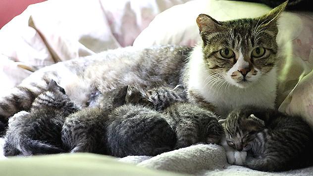 野良猫がホームレスの寝床でカワイイ子猫たちをたくさん産んでいました Catuber猫たかdさんの猫ブログ ネコジルシ