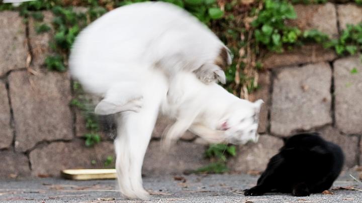 現時点で２１０９万再生されている感動猫動画とは Catuber猫たかdさんの猫ブログ ネコジルシ