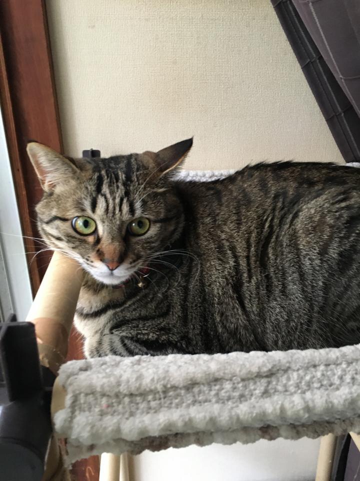 ウイルス性イボは自宅で治すu203c️🤣 - ゲンにゃん先生さんの猫ブログ