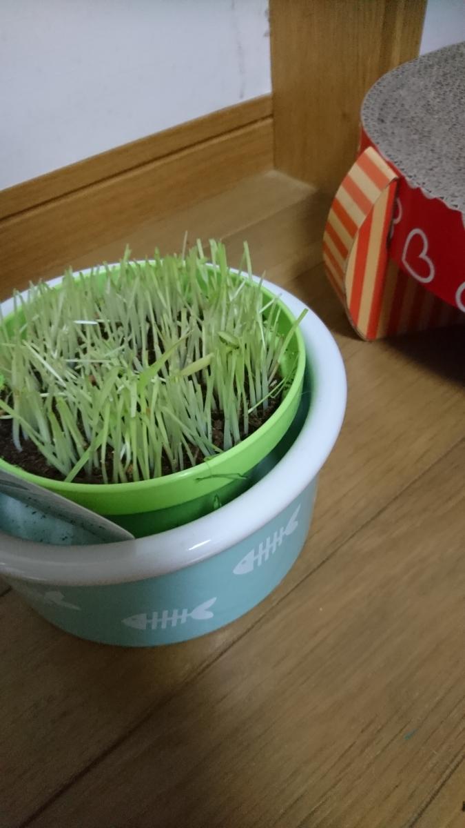 シロが嘔吐！しないので猫草投入(・・) - いとう さんさんの猫ブログ 