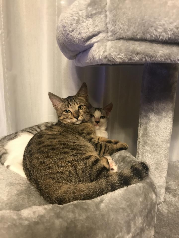 毎日くっついてる よこなおさんの猫ブログ ネコジルシ