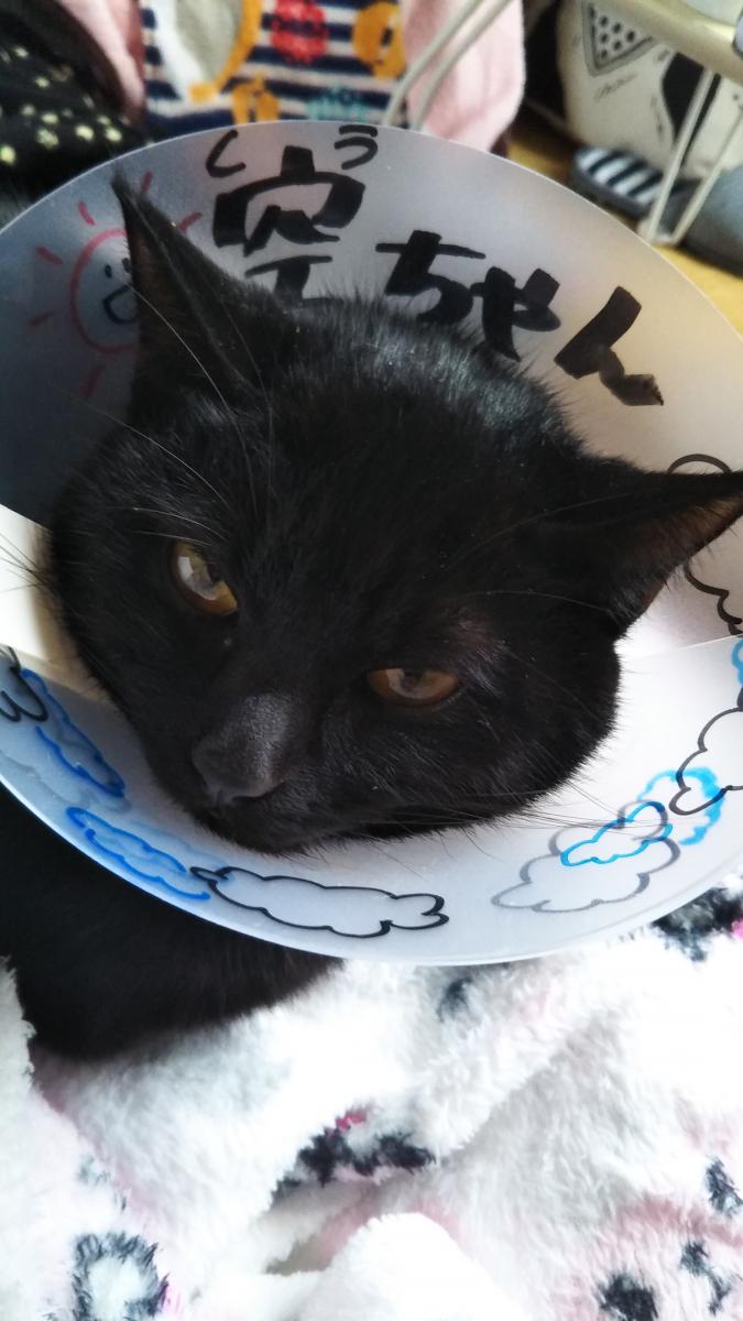 これは何 食う太郎さんの猫ブログ ネコジルシ