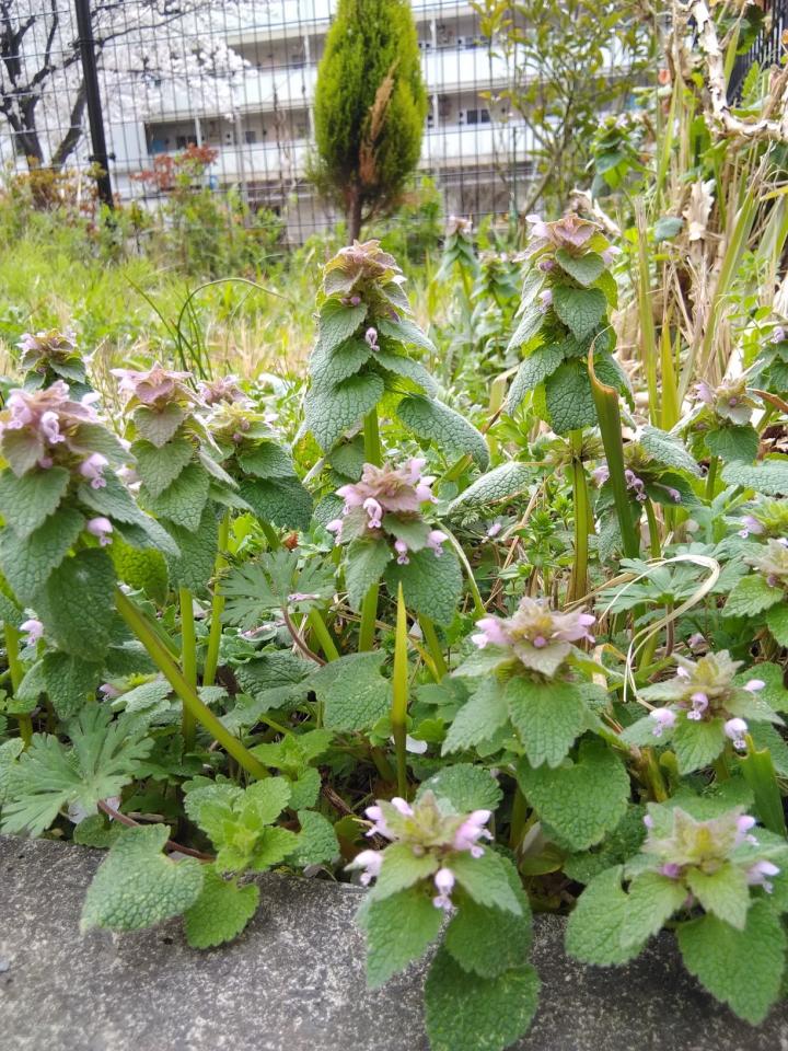 花ジルシ ご近所巡りの旅 猫坊さんの猫ブログ ネコジルシ