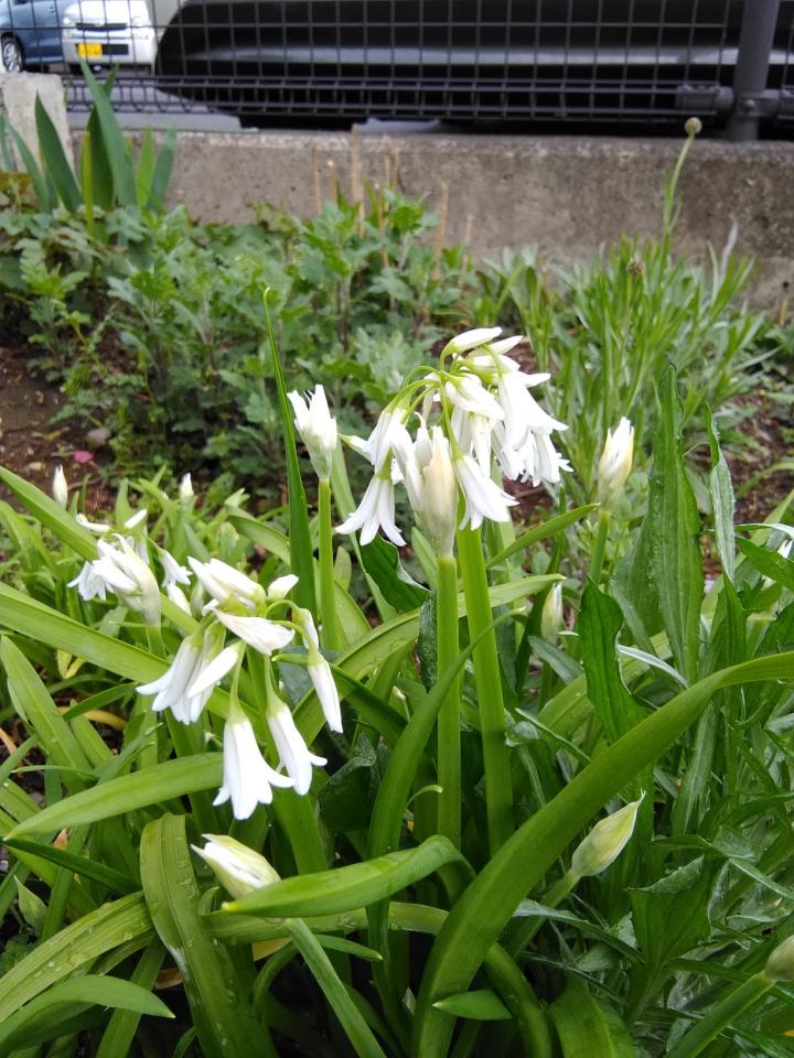 花ジルシ ご近所巡りの旅 猫坊さんの猫ブログ ネコジルシ