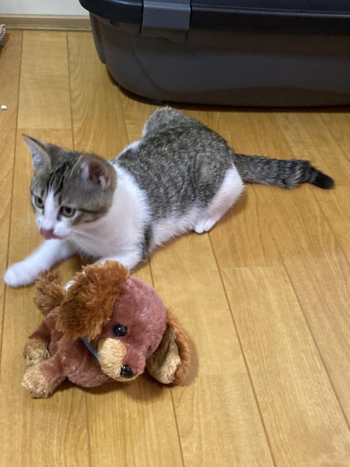 にゃんこのしっぽ まりっぺママさんの猫ブログ ネコジルシ