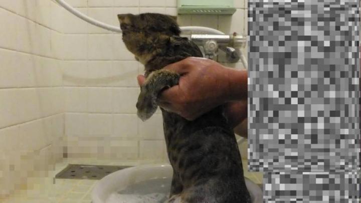 お風呂 ってシャワーですが キョロ爺さんの猫ブログ ネコジルシ