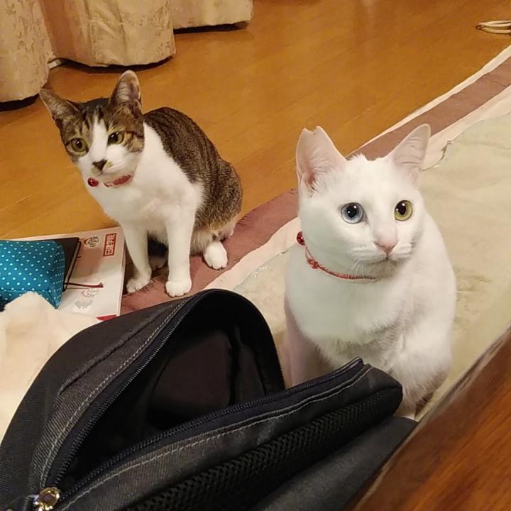 叱られた - CHANMIさんの猫ブログ - ネコジルシ