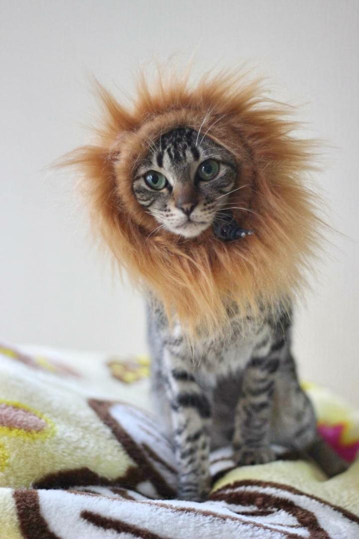 小さいライオンからの なぁにゃんさんの猫ブログ ネコジルシ
