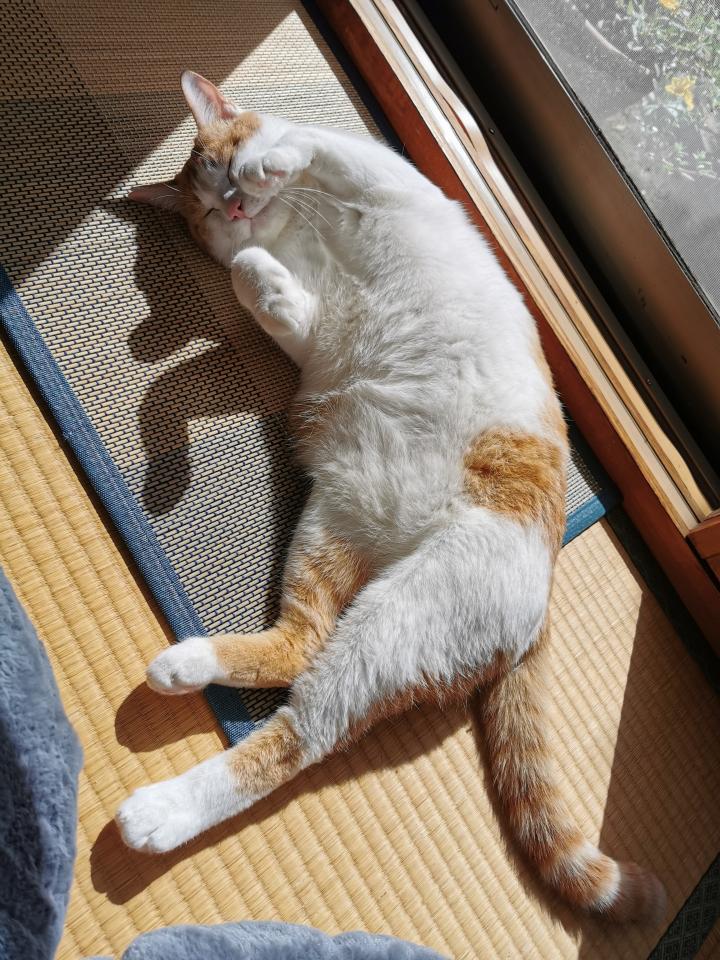 野良猫があらわれた じぇりもとさんの猫ブログ ネコジルシ