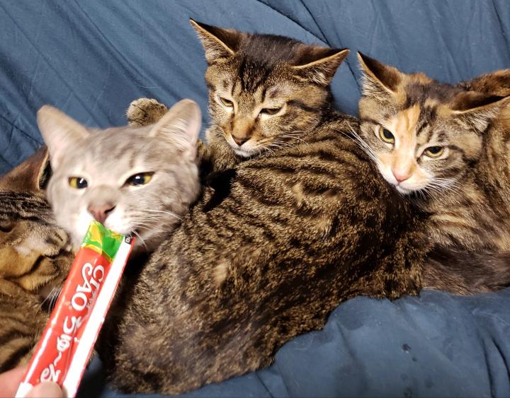 トライアル 笑う猫 さんの猫ブログ ネコジルシ