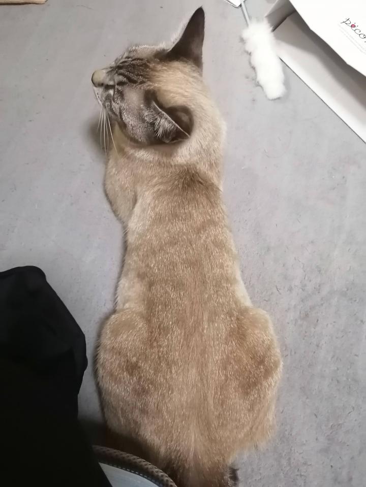 肛門嚢液出た うみのるりさんの猫ブログ ネコジルシ 肛門嚢液出た うみのるりさんの猫ブログ ネコジルシ