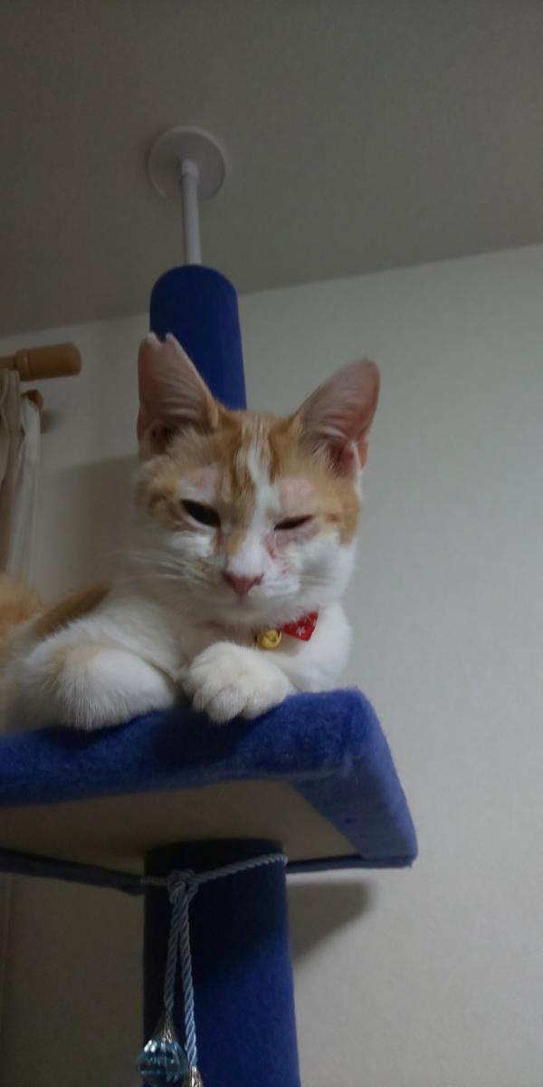 続 ハゲが ユマユキさんの猫ブログ ネコジルシ