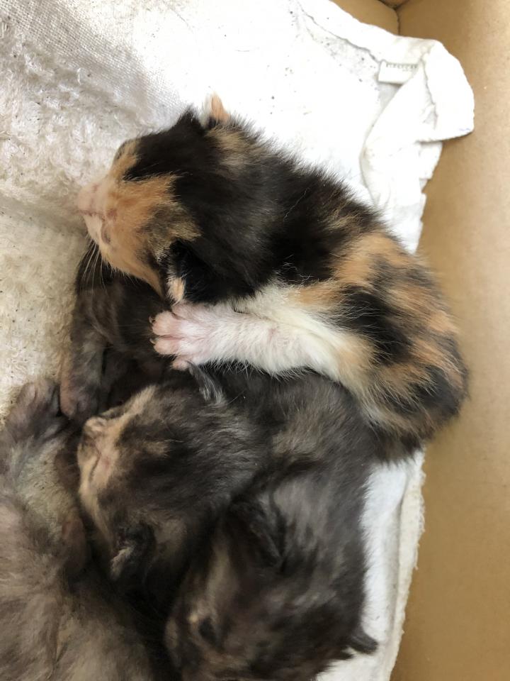 交互に重なる Akiichanさんの猫ブログ ネコジルシ