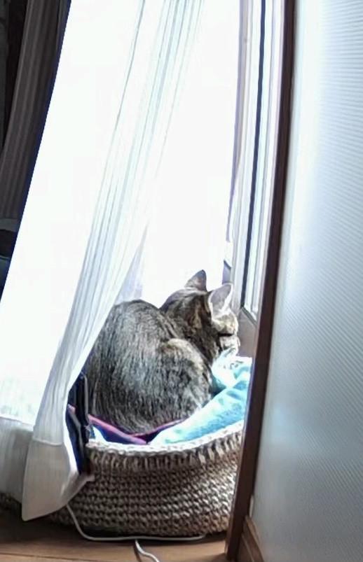 お留守番 Sachi Fさんの猫ブログ ネコジルシ