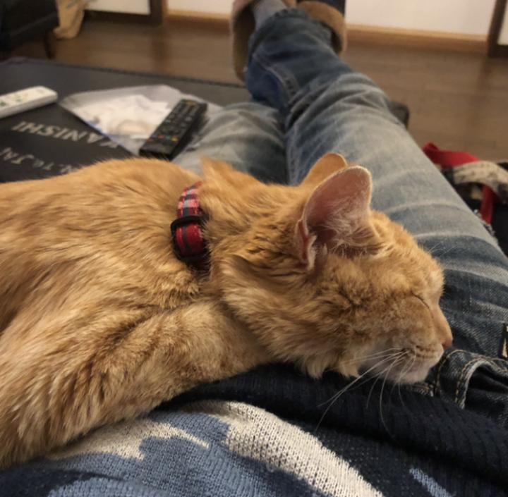 マモー出産（ミルクボーイ調） - マモーさんの猫ブログ - ネコジルシ