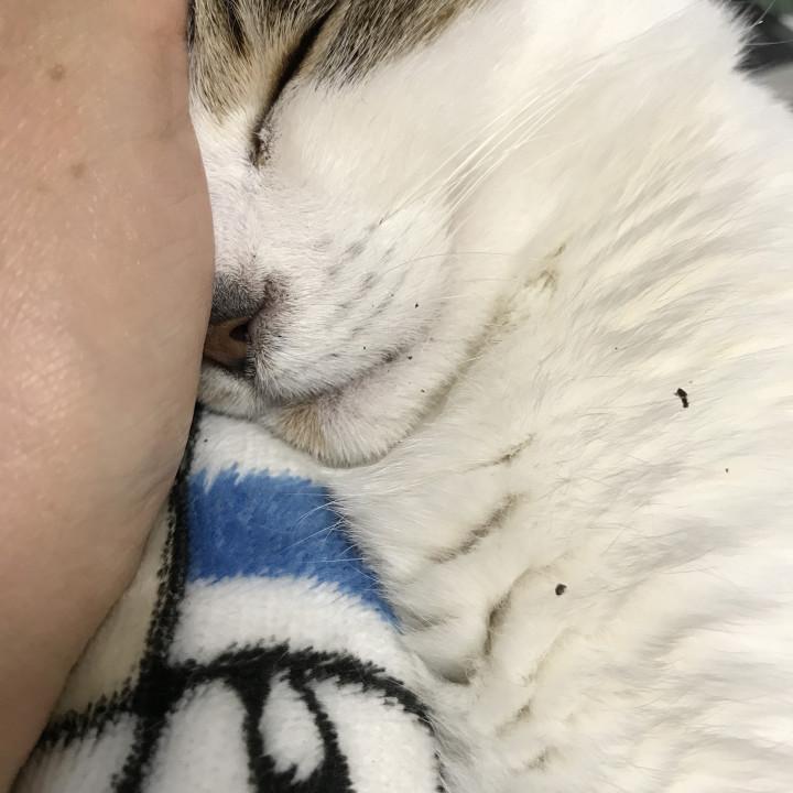 空気が汚いから すとろーさんの猫ブログ ネコジルシ