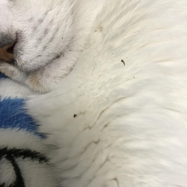 空気が汚いから すとろーさんの猫ブログ ネコジルシ