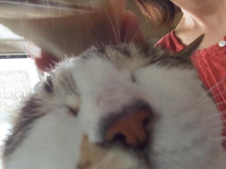 ガムテープ すとろーさんの猫ブログ ネコジルシ