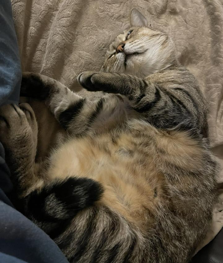 出てしまいがち - マウム１５さんの猫ブログ - ネコジルシ