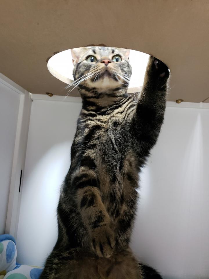 玉ねぎ中毒 てくちゃんさんの猫ブログ ネコジルシ