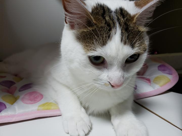 心雑音 てくちゃんさんの猫ブログ ネコジルシ