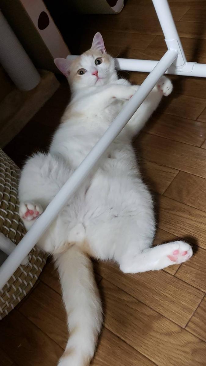 肉球の経過 - てくちゃんさんの猫ブログ - ネコジルシ