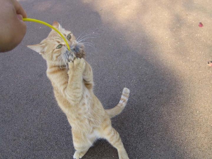 公園より 猫次郎さんの猫ブログ ネコジルシ