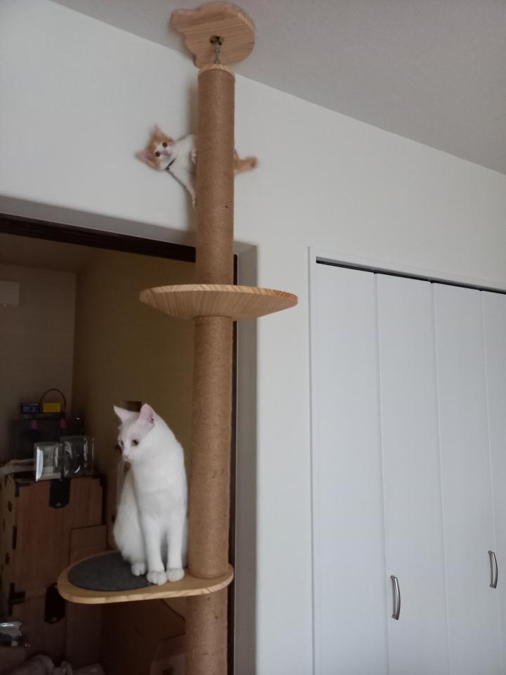 新入り猫ちゃんと先住猫ちゃん - ぱっどさんの猫ブログ - ネコジルシ