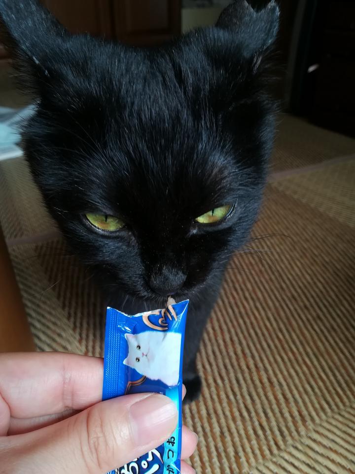 まさかチュールに飽きた?! - らっきゅんさんの猫ブログ - ネコジルシ