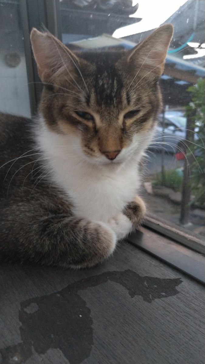 怒れる姉と 触らぬ姉に祟りなしな弟 よっぴん1号さんの猫ブログ ネコジルシ 怒れる姉と 触らぬ姉に祟りなしな弟 よっぴん1号さんの猫ブログ ネコジルシ