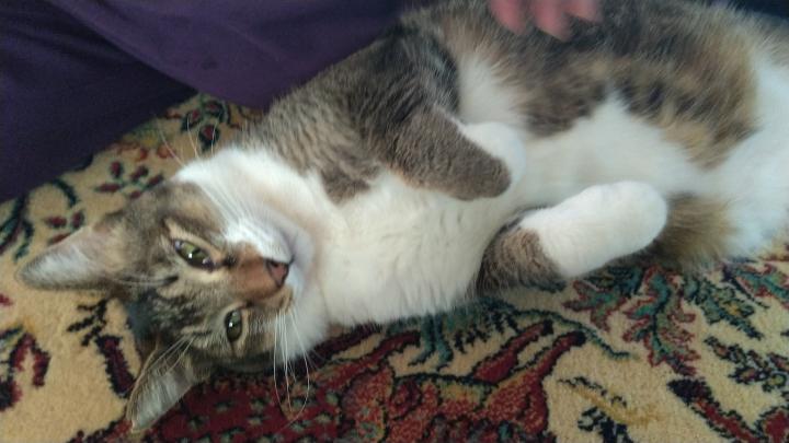 デレ猫しらせと最近の熱帯魚 よっぴん1号さんの猫ブログ ネコジルシ