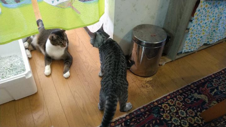 クリスマス兄弟喧嘩✨🎄✨ - よっぴん1号さんの猫ブログ - ネコジルシ