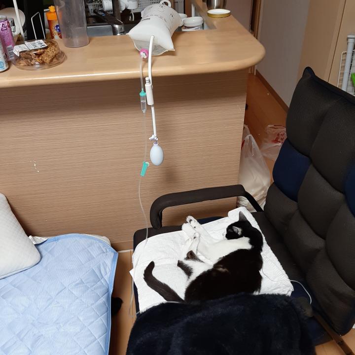 腎不全猫点滴中 - みるきぃぃさんの猫ブログ - ネコジルシ