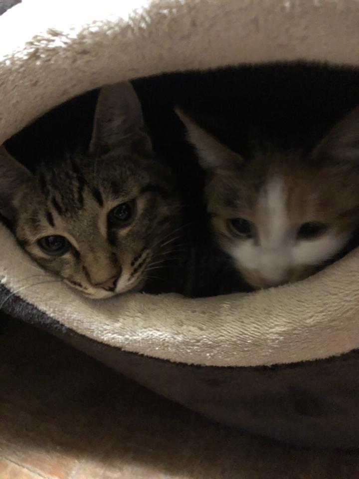 猫団子 猫どら焼き ネコちぐらさんの猫ブログ ネコジルシ