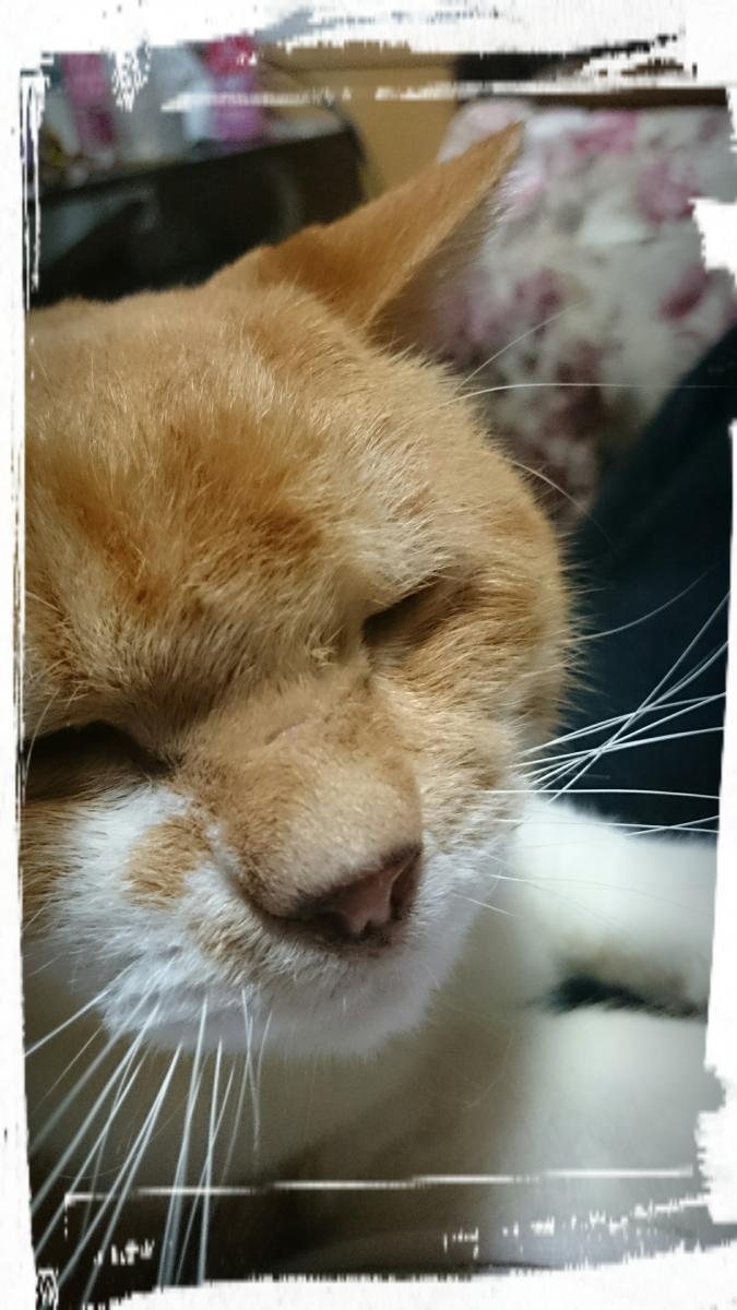 慢性腎不全の治療にかかった費用 - 豆田さんの猫ブログ - ネコジルシ